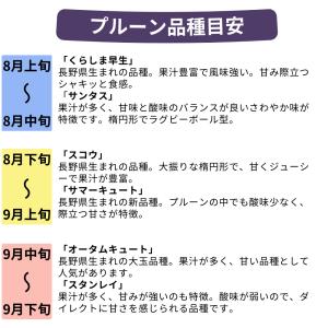 旬のプルーン 約2kg /冷蔵便 送料無料 長...の詳細画像4