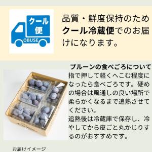 旬のプルーン 約2kg /冷蔵便 送料無料 長...の詳細画像5