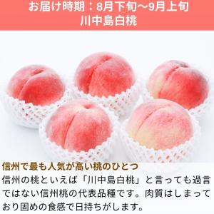 桃 川中島白桃 約3kg /冷蔵便 送料無料 ...の詳細画像1