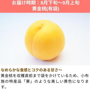桃 黄金桃(有袋) 約3kg /冷蔵便 送料無...の詳細画像1