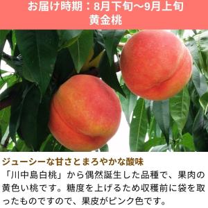 桃 黄金桃 約3kg /冷蔵便 送料無料 長野...の詳細画像1