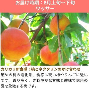 ワッサー 桃 約3kg /冷蔵便 送料無料 長...の詳細画像1