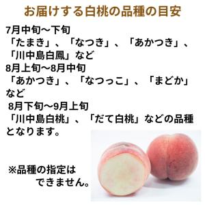 旬の白桃 約1.8kg /冷蔵便 送料無料 長...の詳細画像1