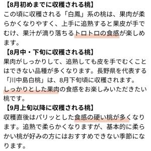 旬の白桃 約1.8kg /冷蔵便 送料無料 長...の詳細画像2