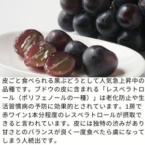 ぶどう ナガノパープル 約1kg /送料無料 ...の詳細画像3