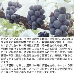 ぶどう ナガノパープル 約1kg /送料無料 ...の詳細画像4
