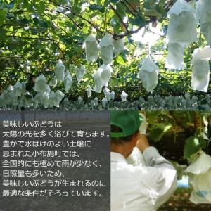 ぶどう シャインマスカット 約1kg/送料無料...の詳細画像1