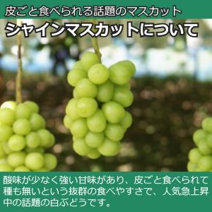 ぶどう シャインマスカット 約1kg/送料無料...の詳細画像2