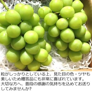 ぶどう シャインマスカット 約1kg/送料無料...の詳細画像4