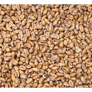 mamama♪　令和7年産 小麦 ミナミノカオリ　14ｋｇ mamama♪様専用 令和7年産 小麦 ミナミノカオリ 14kg - メルカリ