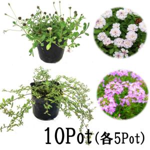 ヒメイワダレソウ(リピア)20Potセット・苗 雑草対策 白花 ヒメイワダレソウ(リピア)20Potセット・苗 雑草対策 白花