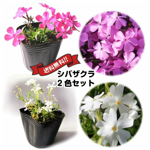 シバザクラ（芝桜）濃桃5Pot白5Potセット・苗　花　ダニエルクッション　モンブラン　常緑　グラン...