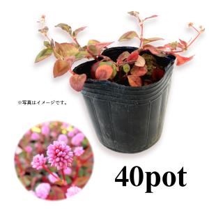 ヒメツルソバ40Potセット・苗　ピンク花　常緑　グランドカバー　(送料無料)｜odaiba-gardenclub