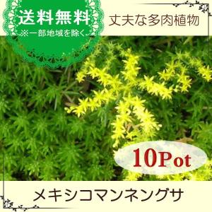 メキシコマンネングサ10Potセット・苗　多肉植物（セダム）　　常緑　グランドカバー　（送料無料）｜お台場ガーデンクラブ