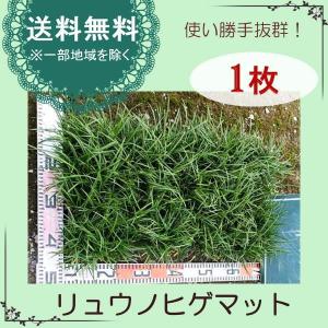 リュウノヒゲ（竜の髭）マット1枚　常緑　グランドカバー　（送料無料）｜odaiba-gardenclub