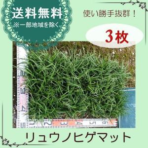 リュウノヒゲ（竜の髭）マット3枚セット　常緑　グランドカバー　（送料無料）｜odaiba-gardenclub