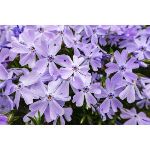 シバザクラ・エメラルドクッションブルー10Potセット<br>（305円/Pot・送料無料）<br>芝桜　花苗　青色　ガーデニング　下草　常緑｜odaiba-gardenclub