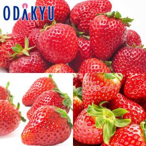 いちご 送料無料 プレミアムいちご三昧 あまりん スカイベリー 紅つやか A品以上 ｜7-10日程度でのお届け※沖縄・離島へは届不可