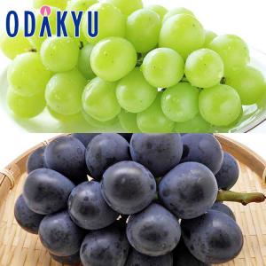ぶどう ブドウ 送料無料 岡山県産 8月中旬 シャイン & 種なしピオーネ 各1房 500g以上 8月中旬以降のお届け※沖縄・離島へは届不可 直