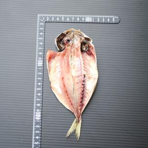 お取り寄せ 海鮮 グルメ 残暑見舞い ギフト ...の詳細画像4
