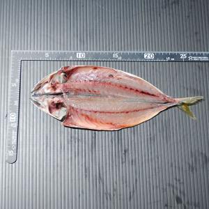 お取り寄せ 海鮮 グルメ 残暑見舞い ギフト ...の詳細画像3