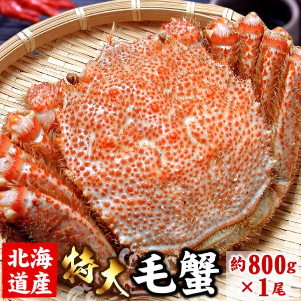 北海道産 毛ガニ 特大 １尾 約800g前後  毛蟹 毛がに かに カニ 海鮮 お歳暮 送料無料（沖...