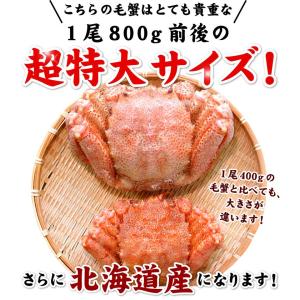 北海道産 毛ガニ 特大 1尾 約800g前後 ...の詳細画像2