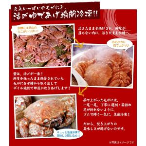 北海道産 毛ガニ 特大 1尾 約800g前後 ...の詳細画像5