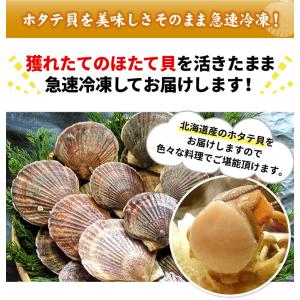 殻付き 北海道産 ホタテ 合計1.5キロ ほた...の詳細画像3