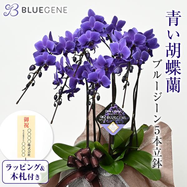 青色胡蝶蘭 ブルージーン 5本立鉢 Blue Gene 胡蝶蘭 コチョウラン ブルー 青 ラッピング...