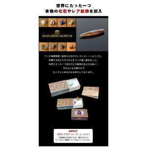 【送料250円でまとめて発送!】化石や鉱物が入...の詳細画像1