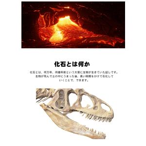 【送料250円でまとめて発送!】化石や鉱物が入...の詳細画像4