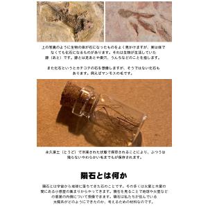 【送料250円でまとめて発送!】化石や鉱物が入...の詳細画像5