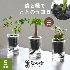 SUMINO 炭の樹 やまが炭 観葉植物 植物 ...の商品画像