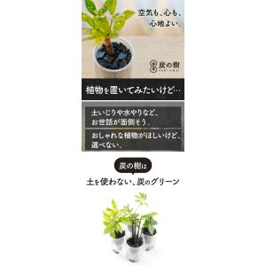 SUMINO 炭の樹 やまが炭 観葉植物 植物...の詳細画像1