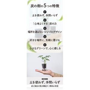 SUMINO 炭の樹 やまが炭 観葉植物 植物...の詳細画像2