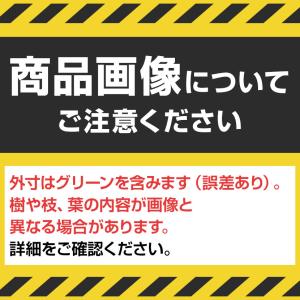 ベルク 土台プランター 600角 トネリコ&シ...の詳細画像1