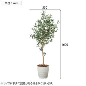 アートクリエイション 観葉植物 オリ-ブツリ-...の詳細画像2