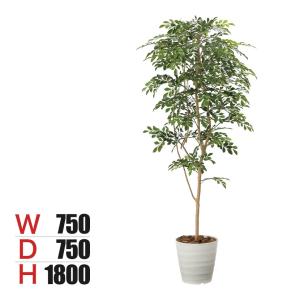 観葉植物 アレカヤシ M 7号鉢 植物 7号 インテリア 室内 リビング 屋外