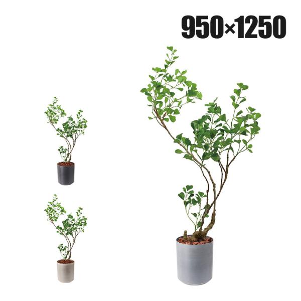 ポピー 観葉植物 人工樹木 フィカストライアンギュラス 日本製 国産 幅950×全長1250mm フ...