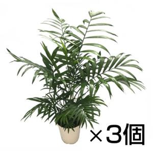 観葉植物 生木 樹木 テーブルヤシ (フラワーボックス用) 高さ約500mm 3個セット