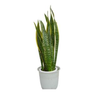 観葉植物 生木 樹木 サンセベリア (フラワーボックス用) 高さ約500mm 3個セット