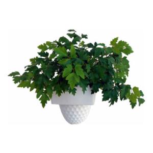 観葉植物 生木 樹木 エレンダニカ (フラワーボックス用) 高さ約240mm 4個セット