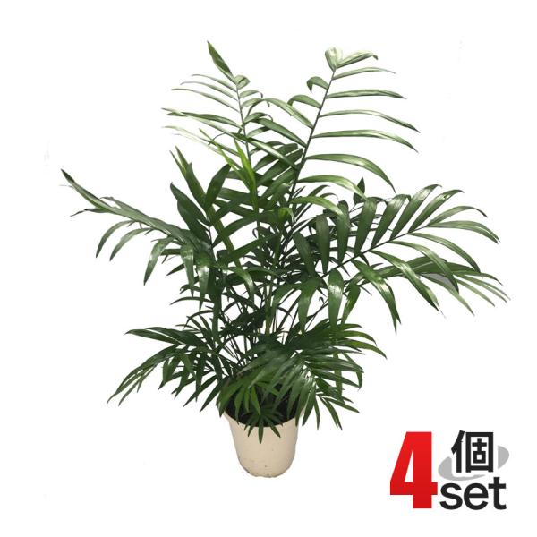 観葉植物 生木 樹木 テーブルヤシ (フラワーボックス用) 高さ約500mm 4個セット