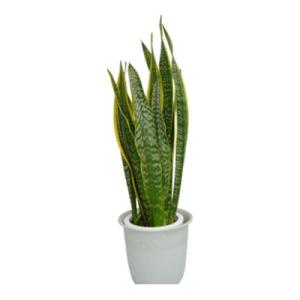 観葉植物 生木 樹木 サンセベリア (フラワーボックス用) 高さ約500mm 4個セット