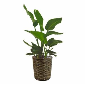 観葉植物 生木 樹木 オーガスタ 高さ約800mm SSサイズ