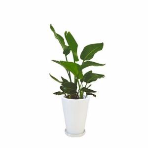 観葉植物 生木 樹木 オーガスタ 陶器付き 高さ約800mm SSサイズ