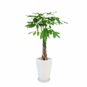 観葉植物 生木 樹木 パキラ 陶器付き 高さ約1000mm Sサイズ