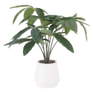 吉本花城園 【セール品】超お得セット！アロカシア 5品種 おまかせ