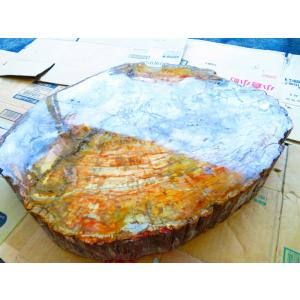 両面研磨☆絶品☆北米アリゾナ産☆化石 珪化木 10000分の1の 三畳紀